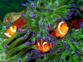 Anemonenfische