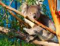 Koala in Australien