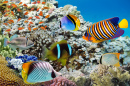 Korallenriff und tropische Fische, Rotes Meer