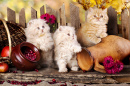 Persische Kätzchen