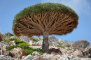 Drachenblutbaum, Insel Sokotra, Jemen
