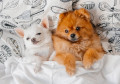 Pomeranian Welpe und kleine Chihuahua