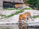 Bengal-Tiger an einer Wasserstelle