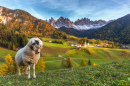 Einsames Schaf, Santa Maddalena, Italien