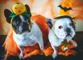 Bulldoggen in Halloween-Kostümen
