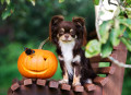 Chihuahua mit einem Halloween-Kürbis