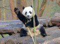 Großer Panda nahe Chengdu, China