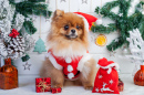 Pomeranian in Santa Clothing