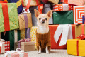 Chihuahua und Geschenke