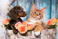 Dachshund-Welpe und rothaarige Maine Coon
