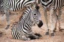 Zebrafamilie in Kenia