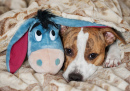 Staffordshire Terrier mit seinem Lieblingsspielzeug