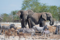 Wasserloch in Etosha-Nationalpark, Namibia