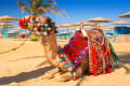 Kamel von Hurghada, Ägypten