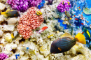 Korallen und tropische Fische