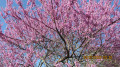 Redbud Tree 04/07/20