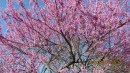 Redbud Tree 04/07/20