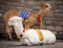 Lamas und Alpakas in Cusco, Peru