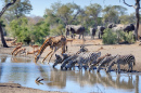 Talamati Wasserloch, Kruger-Nationalpark