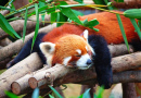 Roter Panda schläft auf einem Baum