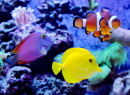 Korallenriffaquarium
