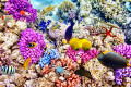 Wonderful Underwater World