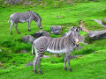 Zebras im Nationalpark