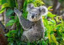 Süßer Koala