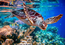 Meeresschildkröte auf den Malediven