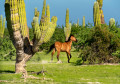 Wildes Pferd in Baja California Sur