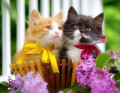 Kätzchen in einem Korb mit Blumen