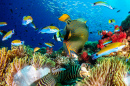 Korallenriff und Fisch
