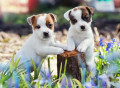 Jack Russell Terrier Welpen
