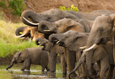 Eine Herde afrikanischer Elefanten