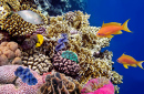 Korallen im Roten Meer, Ägypten