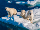 Mutter Eisbär mit Jungen