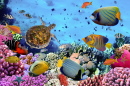 Korallenriff mit Fischen und Meeresschildkröte