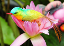 Vogel auf einer Lotusblume