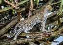Leopard auf dem Baum