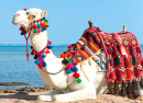 Kamel am ägyptischen Strand
