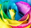 Regenbogenrose