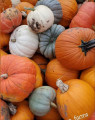 Thistledown pumpkins