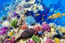 Wunderbare Unterwasserwelt