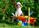 Jack Russell Terrier im Garten
