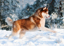 Siberian Husky springt in den Schnee
