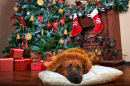Ein Hund unter dem Weihnachtsbaum