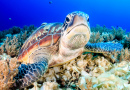 Grüne Meeresschildkröte auf dem Meeresboden