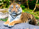 Sumatra-Tiger im Safari Park