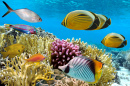 Korallenriff im Roten Meer