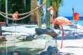 Flamingos am Strand, Aruba
